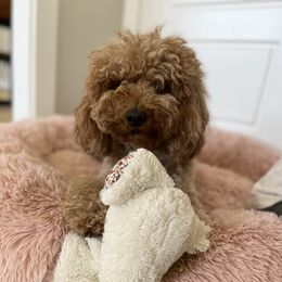 Rally - Goldendoodle