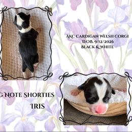 Iris - Black and white female Cardigan Welsh Corgi puppy in Casper, Wyoming from Flying Note Shorties