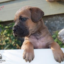 Pink F - Fawn female Cane Corso puppy in Emmett, Idaho from NorthWood’s Cane Corso
