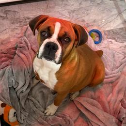 Pistol - Fawn female Boxer puppy in Payson, Utah from Country Sky Doodles