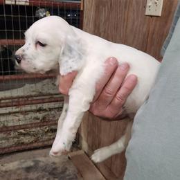 Girl 1 - White female Llewellin Setter puppy in North Dinwiddie, Virginia from Pups Furever