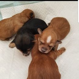 Yorkshire Terrier Puppies from 1st St Yorkies