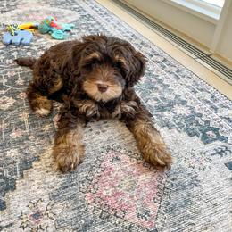 Australian Labradoodle Puppies from Australian Heritage Labradoodles