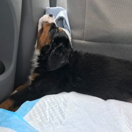 Bernese Mountain Dog Puppies from Locust Hill Berners