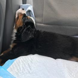 Bernese Mountain Dog Puppies from Locust Hill Berners