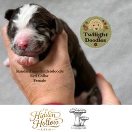 Chanterelle - Red Collar - Merle female Goldendoodle puppy in Garland, Texas from Twilight Doodles