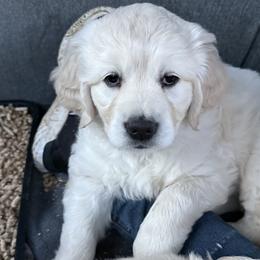 Purple - Light golden female Golden Retriever puppy in Ephrata, Pennsylvania from Goldens Retreat