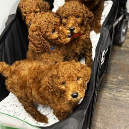 Poodle Puppies from Orange Grounds Poodles