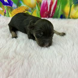 Violet - Liver female Miniature Schnauzer puppy in Sylvania, Georgia from Southern Sky Miniature Schnauzers