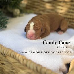 Candy Cane - Red female Bernedoodle puppy in Murrieta, California from Brookside Bernedoodles