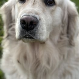 Una - Golden Retriever