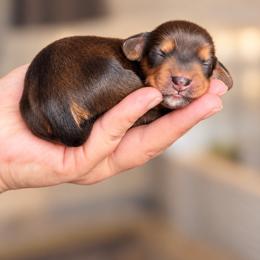 Guinevere - Red female Dachshund puppy in Riverton, Wyoming from Wild Rose Ridge Doxies