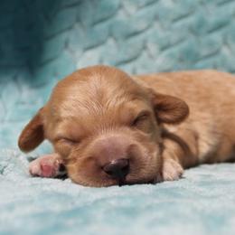 Cooper - Buff male Cockapoo puppy in Klingerstown, Pennsylvania from Schaible Family Puppies