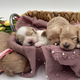 Maltipoo Puppies from Grassy Meadow Pups