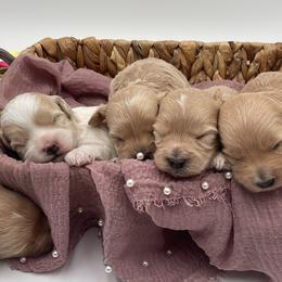 Maltipoo Puppies from Grassy Meadow Pups