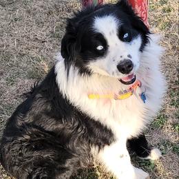 Dozer - Australian Shepherd