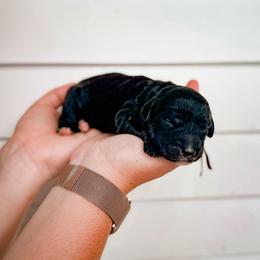 Lil' Bit - Black female Labradoodle puppy in Elizabeth City, North Carolina from Howdy Doodles