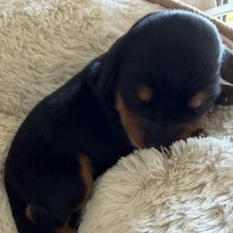Musa - Black and tan female Dachshund puppy in Miami, Florida from Haus Ernand Dachshunds