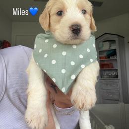 Miles - Cream male Assorted Doodle Crosses puppy in Port Saint Lucie, Florida from Sommerdoodle