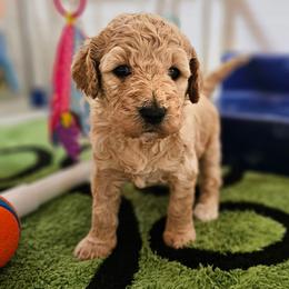 Zippy - Apricot female Goldendoodle puppy in Harris County, Texas from Cute & Curly Doodles