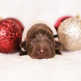 Labrador Retriever Puppies from AGL Retrievers