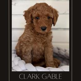 Clark Gable - Red  male Goldendoodle puppy in San Jose, California from Red White and Doodle
