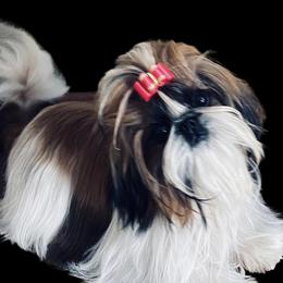Cinderella - Shih Tzu