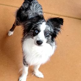 Ashe - Miniature Australian Shepherd
