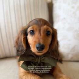 Copper - Red male Dachshund puppy in Cape Coral, Florida from Dear Dachshunds