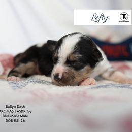 Rowdy Maverick- BMM3 - Blue merle male Toy Australian Shepherd puppy in Nacogdoches, Texas from TK Standard, Mini, & Toy Aussies