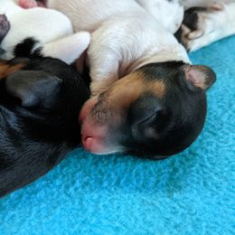 Boy 2 - Dachshund puppy in Sarasota County, Florida from Donna's Mini Joys