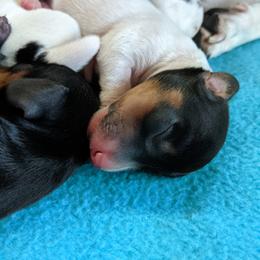 Boy 2 - Dachshund puppy in Sarasota County, Florida from Donna's Mini Joys