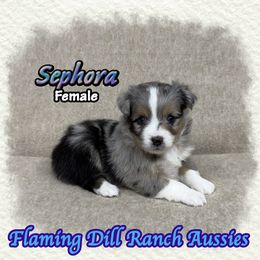 Sephora - Blue merle female Toy Australian Shepherd puppy in Forestburg, Texas from Flaming Dill Ranch Aussies