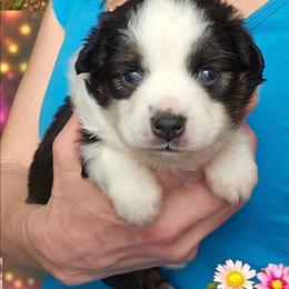 Kissy - Black tri female Toy Australian Shepherd puppy in Powell Butte, Oregon from Willow Lane Ranch