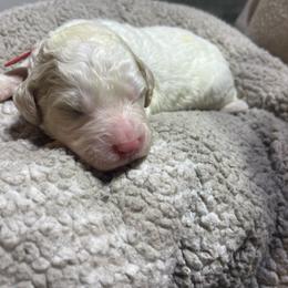 Red collar - Cream male Goldendoodle puppy in Mc Cook, Nebraska from Powers Doodles