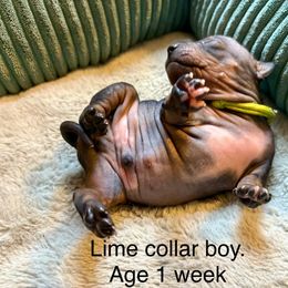 Lime collar boy - Black brindle and white male American Hairless Terrier puppy in Smith Center, Kansas from Wilsong Kennel