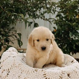 Sarah - Golden female Golden Retriever puppy in Ramona, California from SDPREMIERGOLDENS