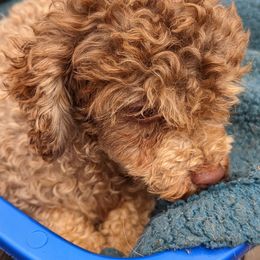 Chihuahuas, Cockapoos, Cocker Spaniels, Poodles, Yorkipoos, and Yorkshire Terriers from Baker Kennels