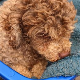 Chihuahuas, Cockapoos, Cocker Spaniels, Poodles, Yorkipoos, and Yorkshire Terriers from Baker Kennels