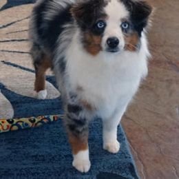 Aussiedoodle, Miniature Australian Shepherd, and Toy Australian Shepherd All Grown Up from Lindsey’s Aussies