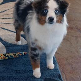 Aussiedoodle, Miniature Australian Shepherd, and Toy Australian Shepherd All Grown Up from Lindsey’s Aussies