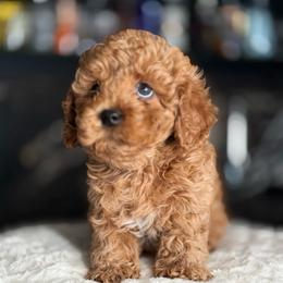Gus Gus - Red male Cavapoo puppy in South Jordan, Utah from Wasatch Pup