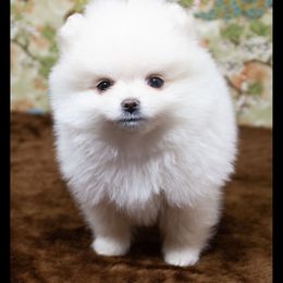 Pomeranian Puppies from Port Bee Pomeranian’s