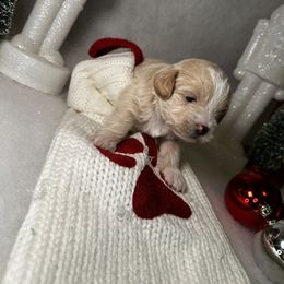 Poodle and Schnoodle Puppies from Bred by Brennen