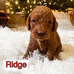 Ridge - Red male Cockapoo puppy in Peoria, Arizona from Cactus Doods