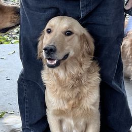 River - Golden Retriever