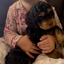 Minnie - Brown and tan female Cockapoo puppy in Richmond, Kentucky from Ham’s Cockapoos