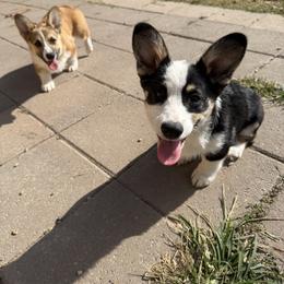 Pembroke Welsh Corgi Puppies from S7 Corgis and Chaos
