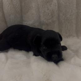 Black male - Black male Miniature Schnauzer puppy in Seagoville, Texas from JC miniature schnauzers