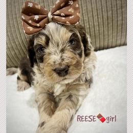 REESE - Brown merle female Aussiedoodle puppy in Houston, Texas from Jomelkin Furry Pals